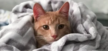 Ansia e paura, aiutiamo il nostro gatto